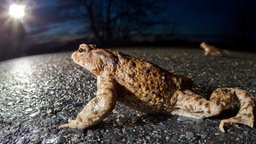 Kröte bei Dämmerung auf einer Straße