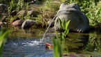 Gartenteich mit Wasser spuckendem Steinfrosch