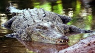 Ein Salzwasserkrokodil, aufgenommen in Darwin/Australien 