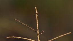 Abgefressener Baumtrieb bei dem die Spitze von dem ganz kleinen Stammn fehlt.