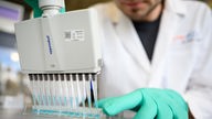 Ein Mann pipettiert in einem Labor des biopharmazeutischen Unternehmens Curevac eine blaue Flüssigkeit