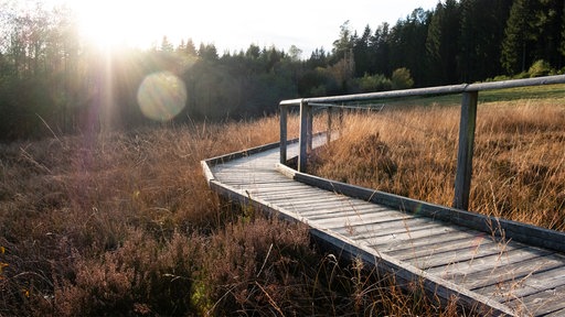 Ein Holzbohlensteg führt durch ein wiedervernässtes Moor in Dahlem (Kreis Euskirchen)