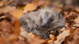 Igel in einem Laubhaufen