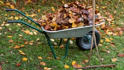 Herbstlaub in Schubkarre mit altem Rechen im Garten.