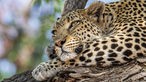 Porträt eines Leoparden, der auf einem Baum liegt