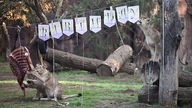 Drei Löwen im Gelsenkirchener Zoo sitzen unter einem Geburtstags-Banner 