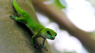 Ein Madagaskar-Taggecko im Züricher Zoo