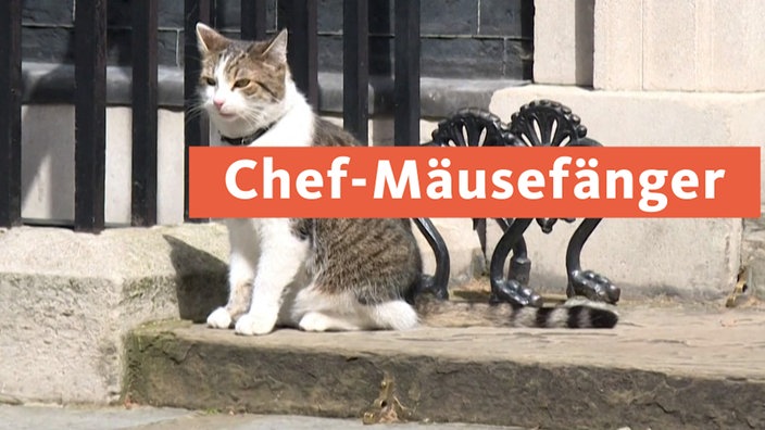 Chef Mäusefänger