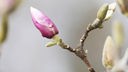 Magnolie im Frühling