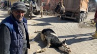 In einem kleinen türkischen Dorf steht ein Mann neben einer toten Kuh