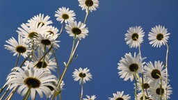 Margeriten vor blauem Himmel