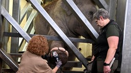 Tierpflegerin Hannah Korres macht eine Fußpflege bei der Elefantin Marlar. Die Elefanten im Kölner Zoo bekommen in regelmäßigen Abständen «"Medical Training" und eine Pediküre