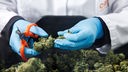 Mitarbeiter des Cannabis-Unternehmens Cantourage führen eine manuelle abschließende Qualitätskontrolle an Cannabis-Blüten durch.