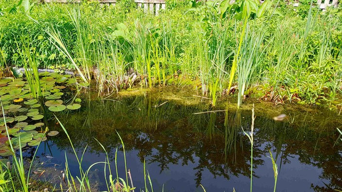 Mehr Grün am Haus - Teich 