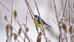 Meise auf einem Zweig bei Frost