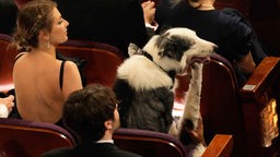 USA, Los Angeles: Messi, der Hund aus dem Film "Anatomie eines Falls", sitzt im Publikum bei der Oscar-Verleihung im Dolby Theatre in Los Angeles.