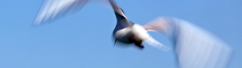 Eine Möwe fliegt vor wolkenlosem Himmel - Archiv