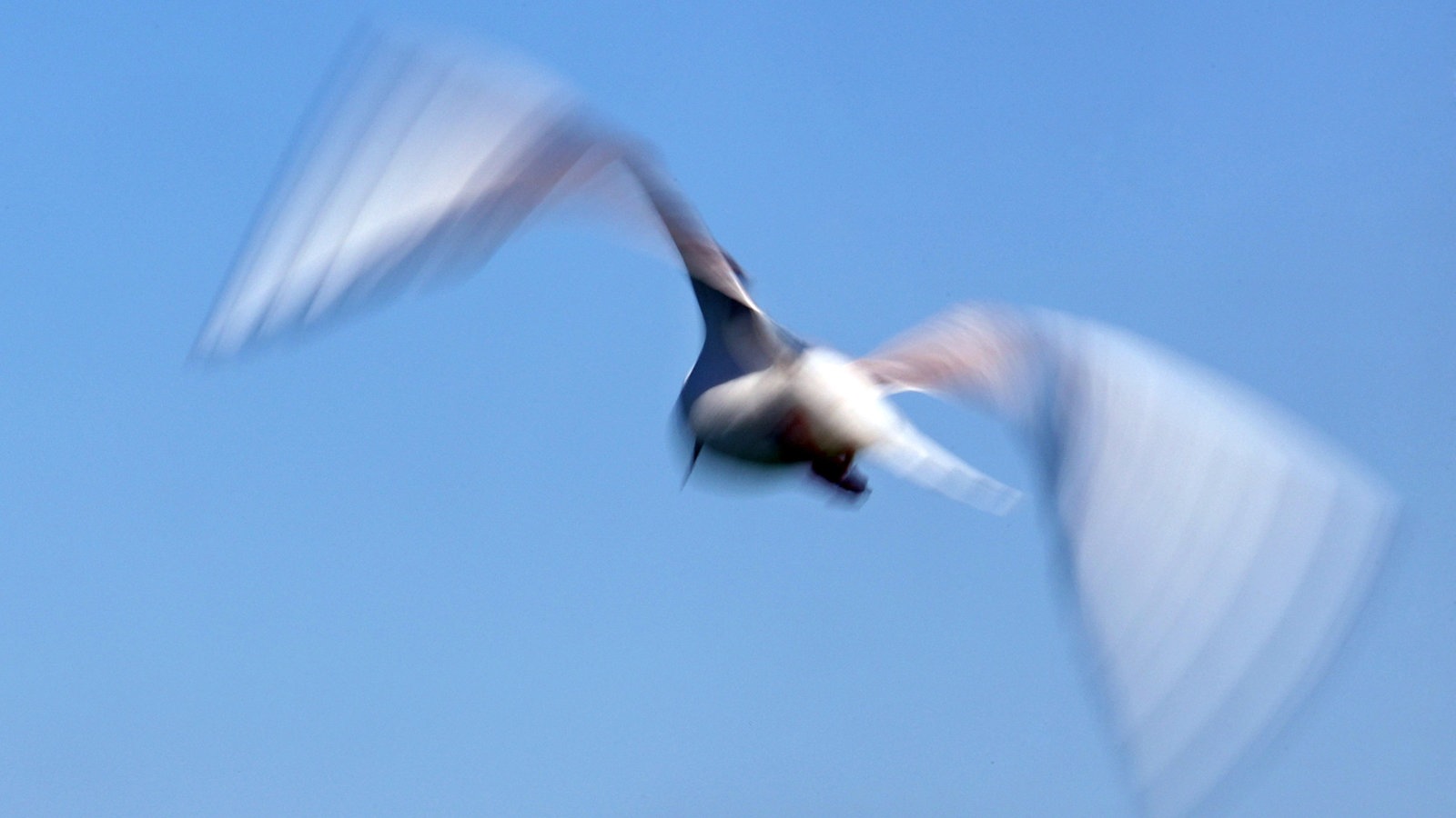 Vogelgrippe-Wissenswertes-rund-um-das-Virus