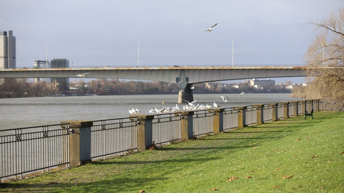 Möwen sitzen auf einem Geländer am Rhein