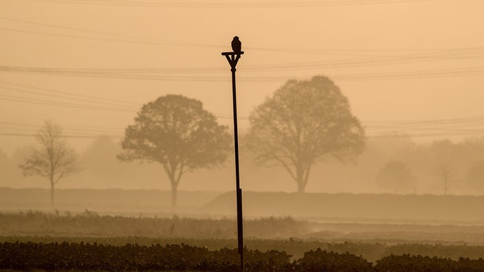 Ein Greifvogel sitzt bei Sinnersdorf im Sonnenschein