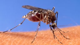 Eine Mücke bohrt ihren Stechrüssel durch die Haut.