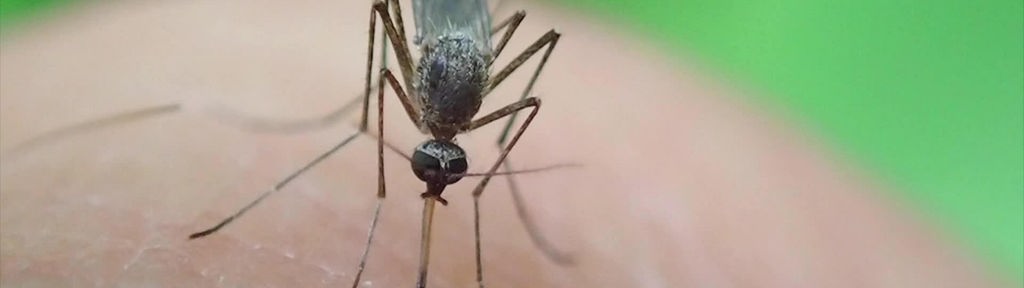 Eine Stechmücke (Culex pipiens) sticht einen Menschen und saugt Blut
