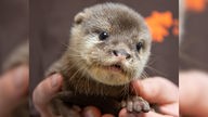 Kleiner Otter mit großen Augen: Zwergotter-Nachwuchs in Kleve