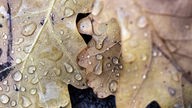 Wassertropfen haben sich in einem Park auf Eichenblättern gesammelt. Regen, Schauer und kurze Gewitter: Die nächsten Tage in Nordrhein-Westfalen werden nass und kalt