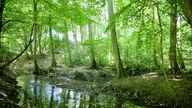 Die Düssel im Naturschutzgebiet Aprather Mühlenteich führt wenig Wasser.