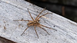 eine Nosferatu-Spinne auf einem Holzblock