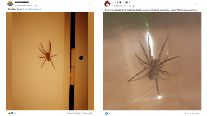 Bei Facebook werden immer wieder Bilder von Nosferatu-Spinnen gepostet.
