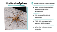 Nosferatu-Spinne, kommt aus Wäldern rund ums Mittelmeer, überträgt keine Krankheiten, kann aber schmerzhaft zubeißen, fühlt sich in warmen Gebieten wohl, wird vor allem drinnen angetroffen