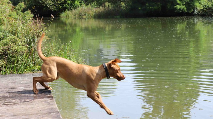 Hund springt in einen See 