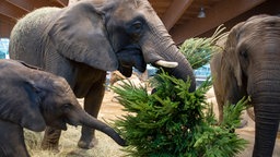 Elefantenkühe Tuffi (l), Sabie (m) und Tika (r) im Wuppertaler Zoo fressen einen Tannenbaum