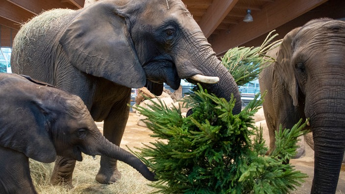 Elefantenkühe Tuffi (l), Sabie (m) und Tika (r) im Wuppertaler Zoo fressen einen Tannenbaum