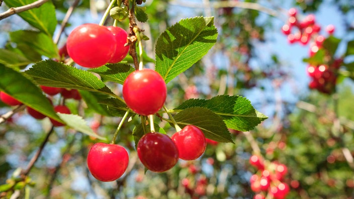 Sauerkirschen am Baum auf der Obstplantage Riethrater Hof.