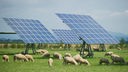 Schafe weiden auf einer Wiese unter Sonnenkollektoren