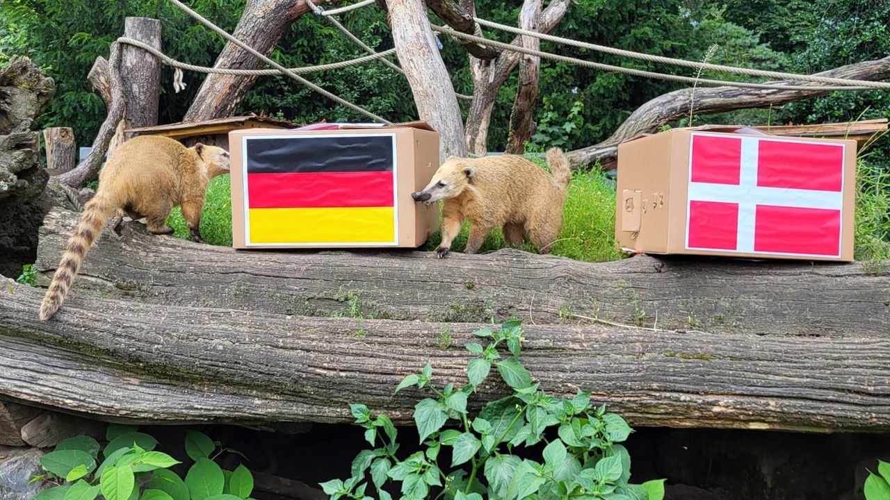 EM-Orakel im Zoo in Duisburg