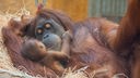 Nordrhein-Westfalen, Dortmund: Orang-Utan-Weibchen Suma hält ihren Nachwuchs im Arm. Geboren wurde die noch namenlose Tochter bereits am 21. Juli 