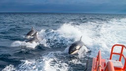 Orcas greifen vor der spanischen Küste ein Boot an