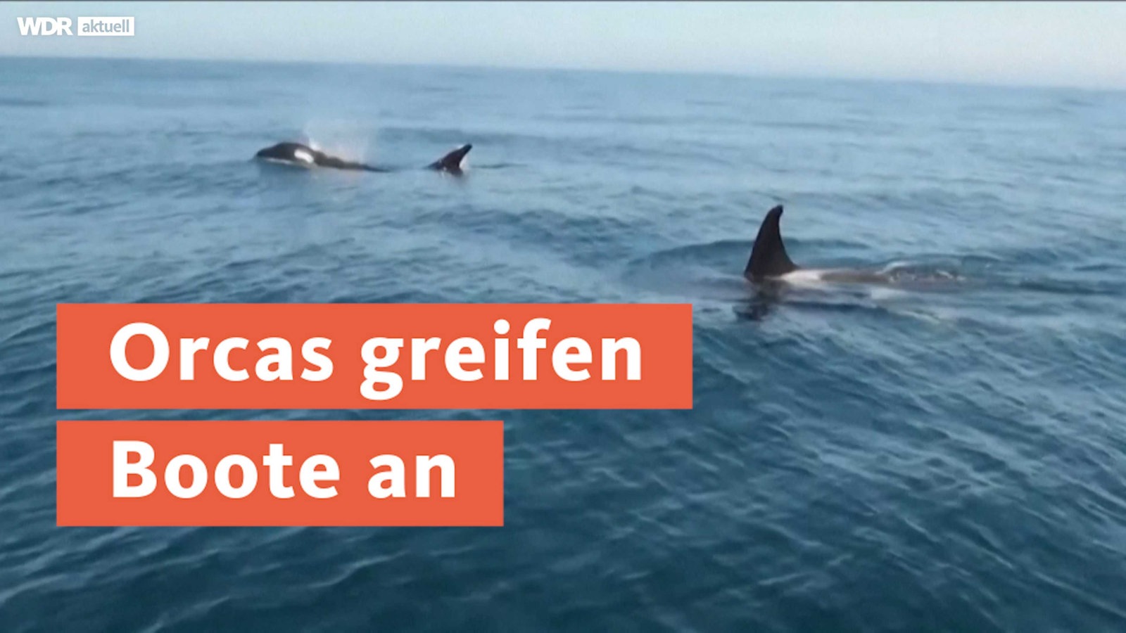 Orcas vor Spanien greifen Boote an Was steckt dahinter? Nachrichten