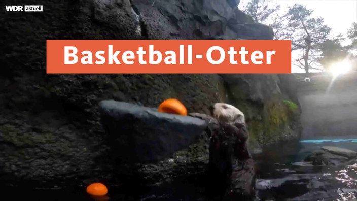 Otter hängt sich beim Basketball spielen an Korb