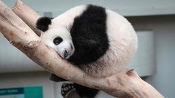 Panda sitzt auf Baum 