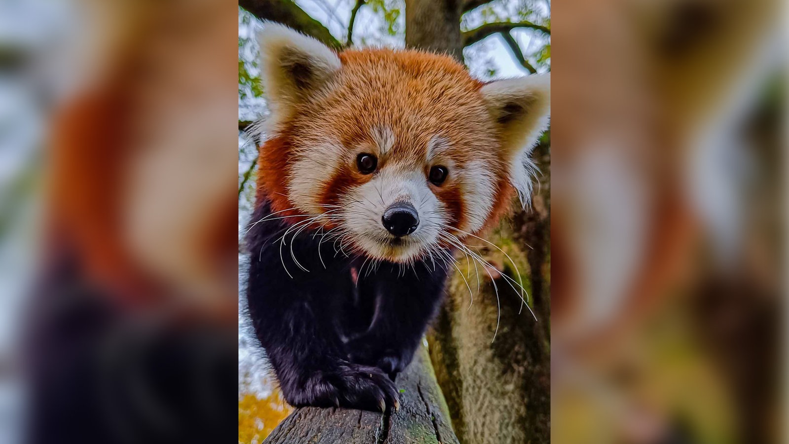 Kleiner-Panda-aus-Dortmunder-Zoo-ausgeb-xt