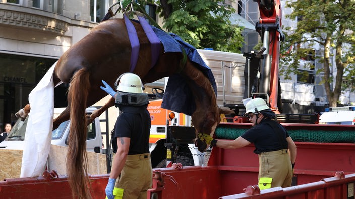 16.07.2022, Nordrhein-Westfalen, Düsseldorf: Ein totes Pferd wird auf der Königsallee in Düsseldorf mit einem Kran der Feuerwehr angehoben und in einem Container verladen