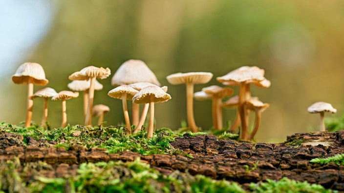 Rosablättriger Helmling (Mycena galericulata) auf einem toten Baumstamm in einem Wald