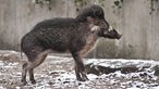 Zwei seltene Visayas-Pustelschweine 2013 im Zoo Berlin