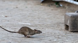 Ratte läuft in der Stadt davon