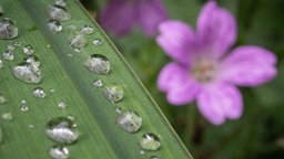 Regentropfen auf Pflanzenblatt -  Im Hintergrund eine lilane Blüte