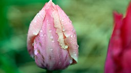 Regentropfen perlen von einer Tulpe